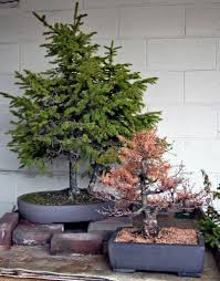 Let the susquehanna club help make your special event memorable! Garden Center Cultivates The Art Of Bonsai Thetimes Tribune Com