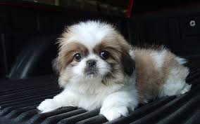 Adorable fluffy purebred shih tzu puppies looking for their forever homes all black and white in colour mum is a black and white purebred shih tzu dad is a brown purebred shih tzu all pups come wormed fortnightly,vaccinated, microchipped and. Hd Wallpaper Maltese Puppy White Shih Tzu Puppy Cute Animals Wallpaper Flare