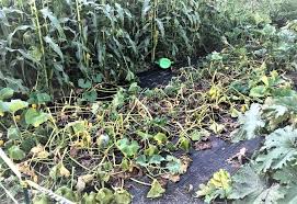 Even if you don't have a garden, you are likely to be gifted a few zucchinis. Tips For A Successful Zucchini Squash And Cucumber Harvest Growing Franklin