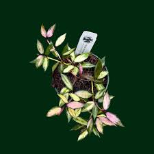 Image result for Olax aschersoniana