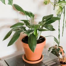 Modern, traditional, eclectic, rustic, glam, farmhouse, country 10 Houseplants That Can Survive In Darkest Corner èŽ¹723 Garden Manage Gfinger Es La App De Jardineria Mas Profesional