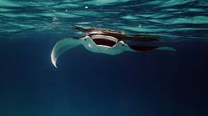 Not only is the park's marine environments rich with mangroves, seagrass beds. Royalty Free Ray Stingray Photos Free Download Pxfuel