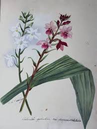 Image result for Cynorkis kassneriana