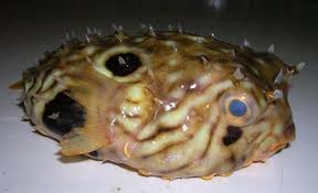 The two spots above the fish's mouth are not eyes: Crazy Looking Fish From The Deep Sea Cbs News