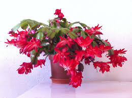 House plants pictures identification houseplants & flowers. Berlin Houseplant In Holiday Mode Urban Plant Research