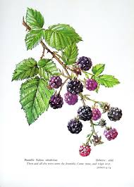 Botanical Print Raspberry Botanical Prints Blackberry Tattoo Botanical Drawings
