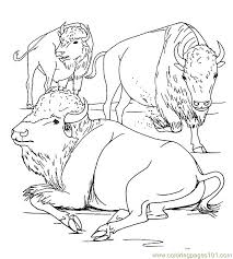 8 decorative elephant coloring pages for adults 10 free cute koala coloring pages 6 realistic elephant coloring pages to print christmas snow globe with reindeer king of the cats: African Buffalo Coloring Page For Kids Free Wild Animals Printable Coloring Pages Online For Kids Coloringpages101 Com Coloring Pages For Kids