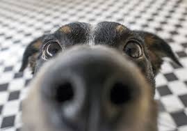 Is Your Dog S Name On The List Of Most Popular Pet Names For 2017 Pittsburgh Post Gazette From classic names like lady to trendy names like bella, here's 500 popular female dog names to and since finding a name that fits all of those criteria can be pretty tough i decided to put together a list of 500 popular female dog names to help get you started. popular pet names
