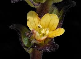 Image result for Alectra sessiliflora