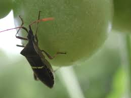 We call them bugs for a reason, especially when it comes to plants. P Dc 12