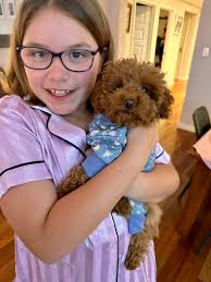 Are Australian Labradoodles truly hypoallergenic and what factors  contribute to allergy reactions?