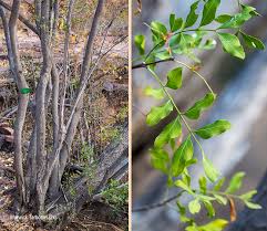 Image result for Ptaeroxylon obliquum