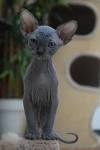 HELA the Hairless KITTY - Home | Facebook