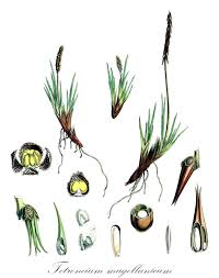 Image result for Juncaginaceae