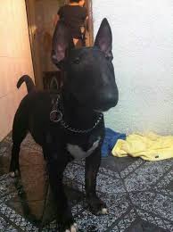 Black And White English Bull Terrier Puppy Handsome Mini Bull Terriers English Bull Terriers Black Bull Terrier