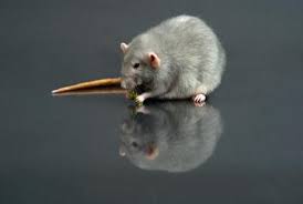 Is Chocolate Poisonous To Mice Animals Mom Com