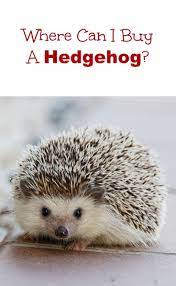 Where To Buy A Hedgehog Baby Hedgehog Hedgehog Pet Hedgehog For Sale