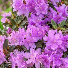 Ramapo Hardy Azalea Shop Rhododendrons Michigan Bulb