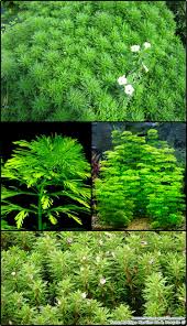 Image result for Alectra sessiliflora