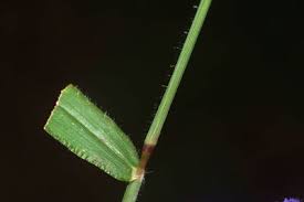 Image result for Digitaria abyssinica