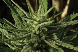 This is where your style intersects with pest control. Ipm Pointers To Prevent Disease In Greenhouse Cannabis Greenhouse Grower