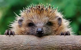 #malghalaray will be a great hashtag for sharing work of other established writers, #chaghaar for political prose, and #tweelikana or #landak for general category or newbies. 13 Landak Hedgehog Ideas Hedgehog Cute Hedgehog Animals