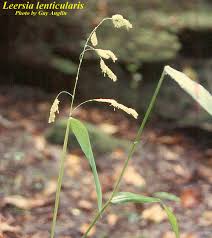 Image result for Leersia