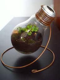 Light Bulb Terrarium Diy Light Bulb Light Bulb Crafts Recycled Light Bulbs