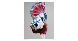 In thailand, where betta fish originate. Plakat Betta Fish Photo Print Zazzle Com