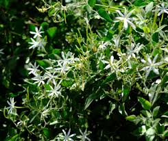 Image result for Jasminum fluminense
