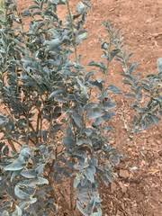 Image result for Maerua edulis