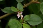 Image result for Trianthema salsoloides