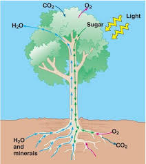 Plant Transpiration Lesson Plan How To Plan Biology Plants Lesson