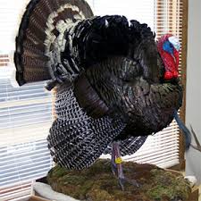 Custom delivery service fedex authorized shipcenter 1905 17th st. Nature S Design Taxidermy Cody Wy Wild Game Taxidermist Services