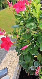 Dipladenia Pflegen Das Mussen Sie Beachten Garten Bepflanzen Pflanzen Kubelpflanzen