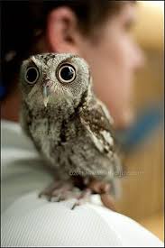 Bird With Big Eyes Name Owl And Big Eyes Beautiful Amazing Owl Eyes Baby Owls Owl