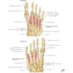 Maybe you would like to learn more about one of these? Interosseous Muscles Of Foot Muscles Fourth Plantar Layer