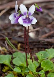 Viola Hederacea Ivyleaf Violet Australian Native Plants Australian Flowers Australian Plants