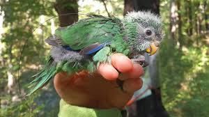 Budgie parrot bird animal plumage animal world nature feather green parakeet. Rare New Zealand Parakeet Has Best Breeding Season In Decades Bbc News