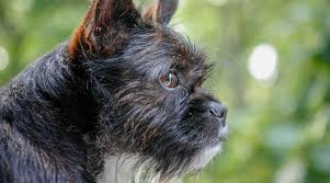 Other wire, cable & conduit. Boston Terrier Mixes 20 Different Cross Breeds We Love