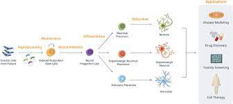 Animal models for cell therapies. Modeling Neurological Disease