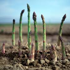 Image result for Asparagus