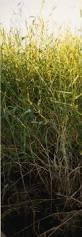 Image result for Panicum subalbidum