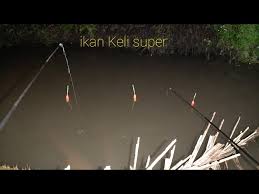 Berdasarkan asalnya, ikan keli banyak di temukan di. 3 Pelampung Ini Ditarik Hampir Bersamaan Bikin Saya Capek Dan Bahagia Aja Litetube