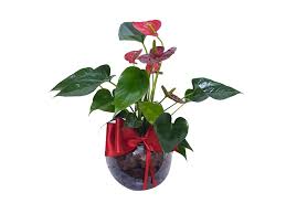 Vasos cristais lavabo verde vamosreceber vaso vasinho mais tom vamos receber arranjos flores orquideas uma cairam baixo apenas protea colocamos. Anturio Vermelho No Vaso De Vidro Santos Flores