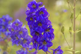 The jacaranda tree is fast growing and the purple flowers bloom in mid to late spring. Top 10 Cottage Garden Favourites The English Garden