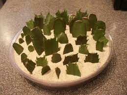 The leaves may fall off and white rotting spots may appear because of overwatering. Christmas Thanksgiving Cactus Care And Propagation Walter Reeves The Georgia Gardener