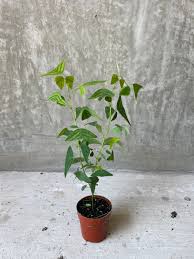 Image result for Fuirena obcordata