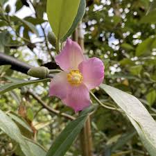 Image result for Lagunaria patersonia