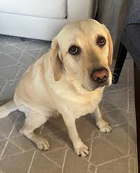 Dog walking trade in Coquitlam